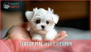 teacup maltese lifespan