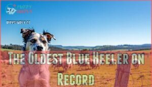 the oldest blue heeler on record