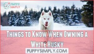 things to know when owning a white husky
