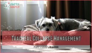 tracheal collapse management