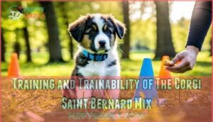 training and trainability of the corgi saint bernard mix