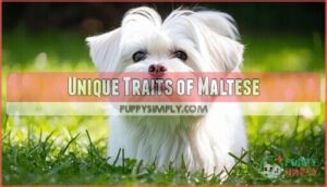 unique traits of maltese