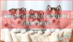 what are the physical features of a teacup pomsky