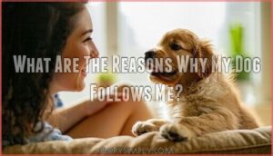 what are the reasons why my dog follows me