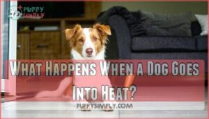 what happens when a dog goes into heat