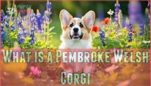 what is a pembroke welsh corgi