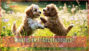 what is an f1 goldendoodle