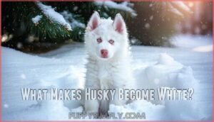 what makes husky become white
