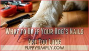 what to do if your dog's nails are too long