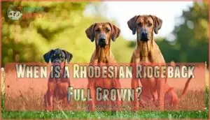 when is a rhodesian ridgeback full grown