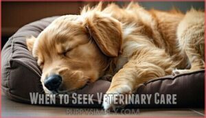 when to seek veterinary care