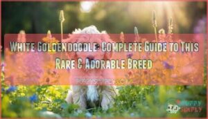 white goldendoodle