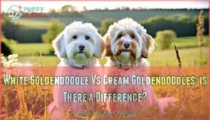 white goldendoodle vs cream goldendoodles: is there a difference