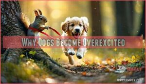 why dogs become overexcited