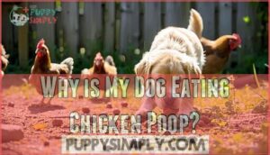 why is my dog eating chicken poop