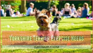 yorkshire terrier exercise needs
