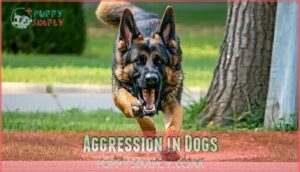 aggression in dogs