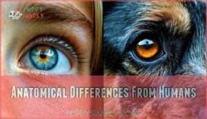 anatomical differences from humans