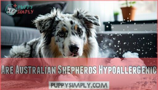Are Australian Shepherds Hypoallergenic? The Truth About Aussie Allergies