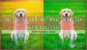 are dogs color blind and what colors can they see
