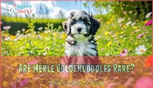 are merle goldendoodles rare