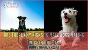 are there any risks to male dogs mating twice in one day
