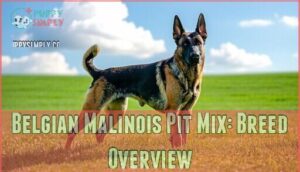 belgian malinois pit mix: breed overview