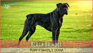 black brindle