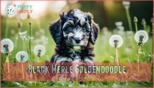 black merle goldendoodle