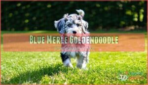 blue merle goldendoodle