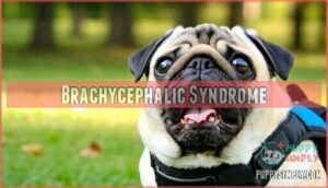 brachycephalic syndrome