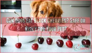 can dogs eat black cherries