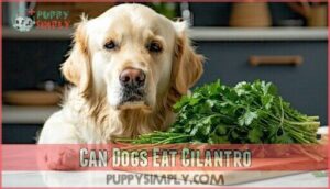 can dogs eat cilantro