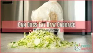 can dogs eat raw cabbage