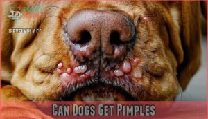 can dogs get pimples