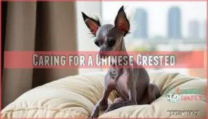 caring for a chinese crested