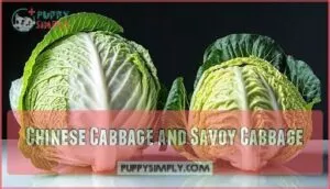 chinese cabbage and savoy cabbage