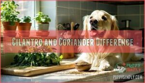 cilantro and coriander difference