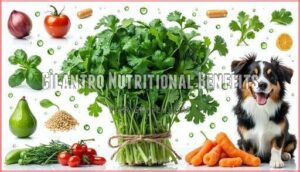 cilantro nutritional benefits