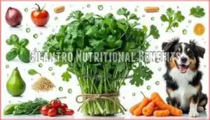cilantro nutritional benefits cilantro nutritional benefits
