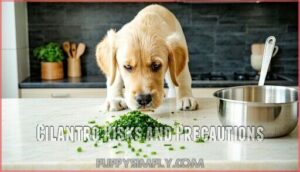 cilantro risks and precautions