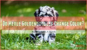 do merle goldendoodles change color