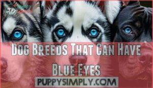 dog breeds that can have blue eyes