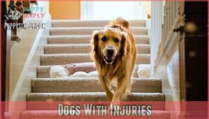 dogs with injuries
