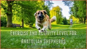 exercise and activity level for anatolian shepherds