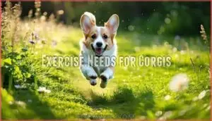 exercise needs for corgis