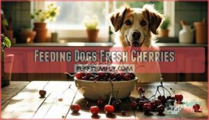 feeding dogs fresh cherries
