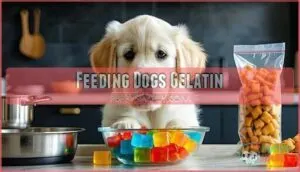 feeding dogs gelatin