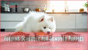 feeding schedule for samoyed puppies