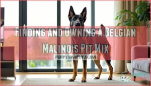 finding and owning a belgian malinois pit mix